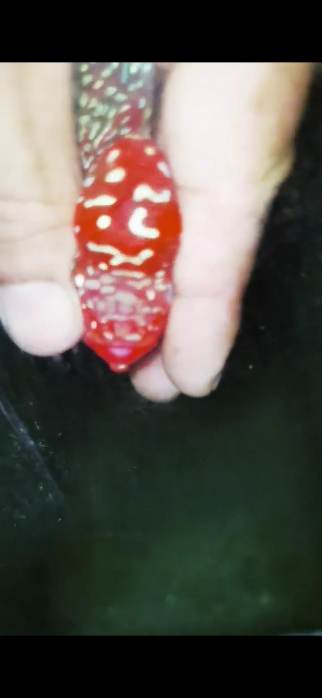 HQ Super Red Dragon Flowerhorn ( Male) - #12