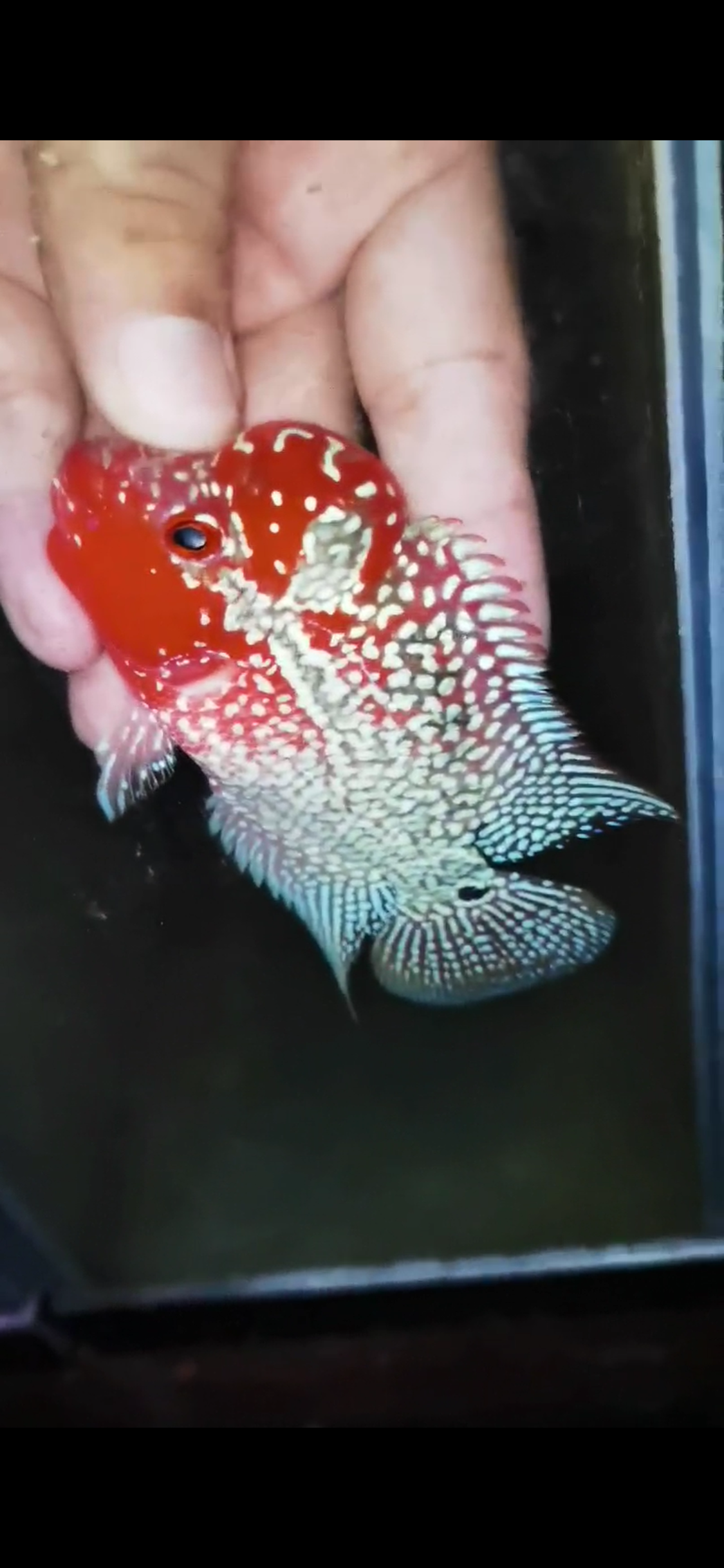 HQ Super Red Dragon Flowerhorn ( Male) - #12