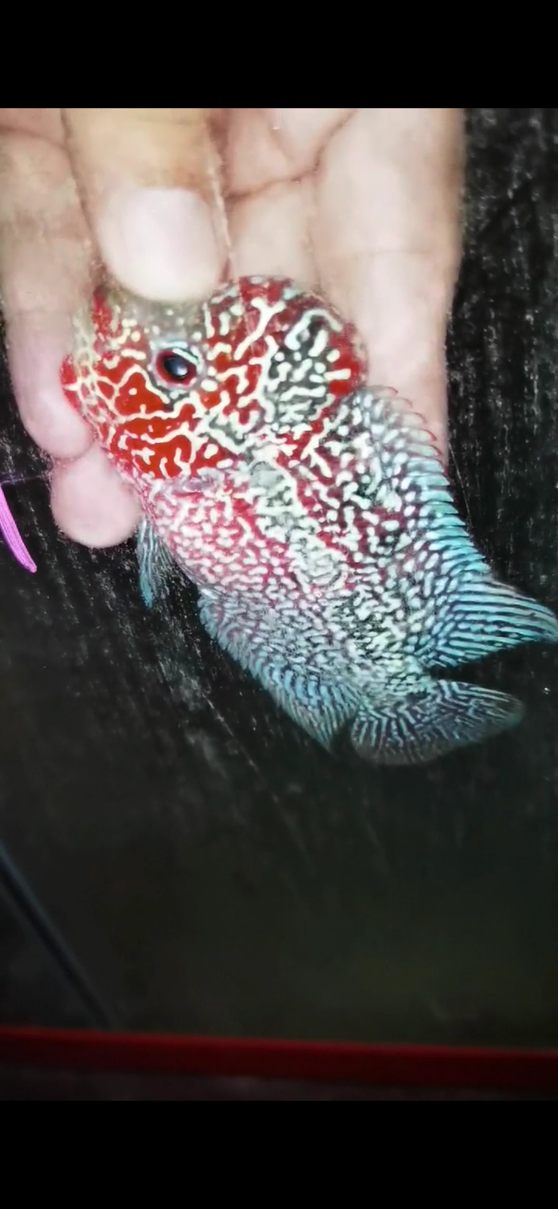 HQ Super Red Dragon Flowerhorn ( Male) - #19