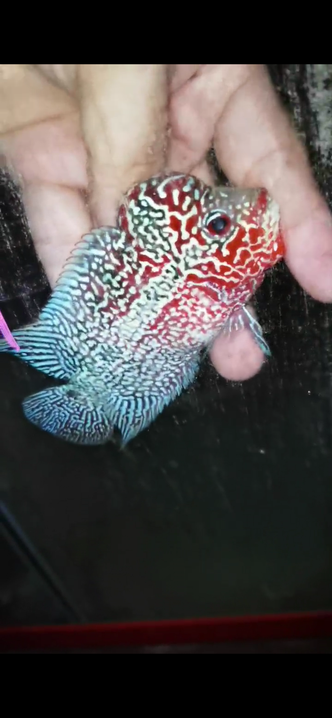 HQ Super Red Dragon Flowerhorn ( Male) - #19