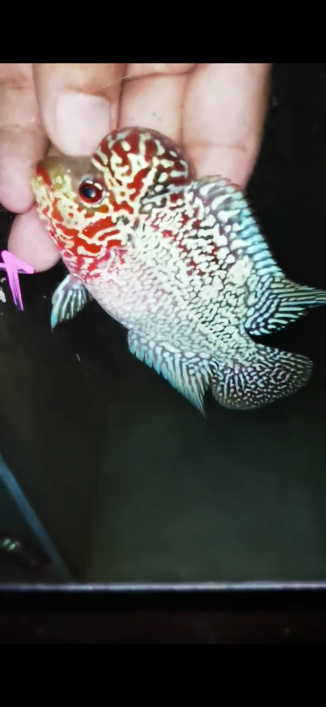 HQ Super Red Dragon Flowerhorn ( Male) - #14