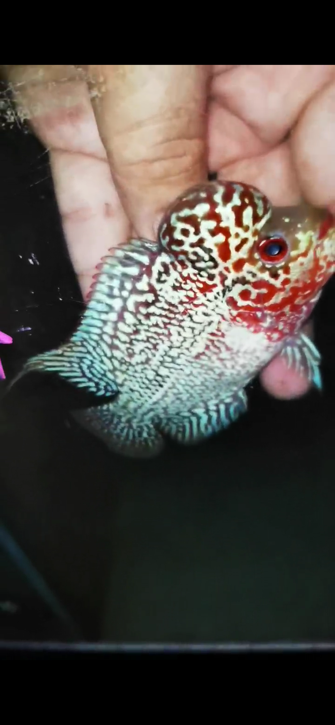 HQ Super Red Dragon Flowerhorn ( Male) - #14