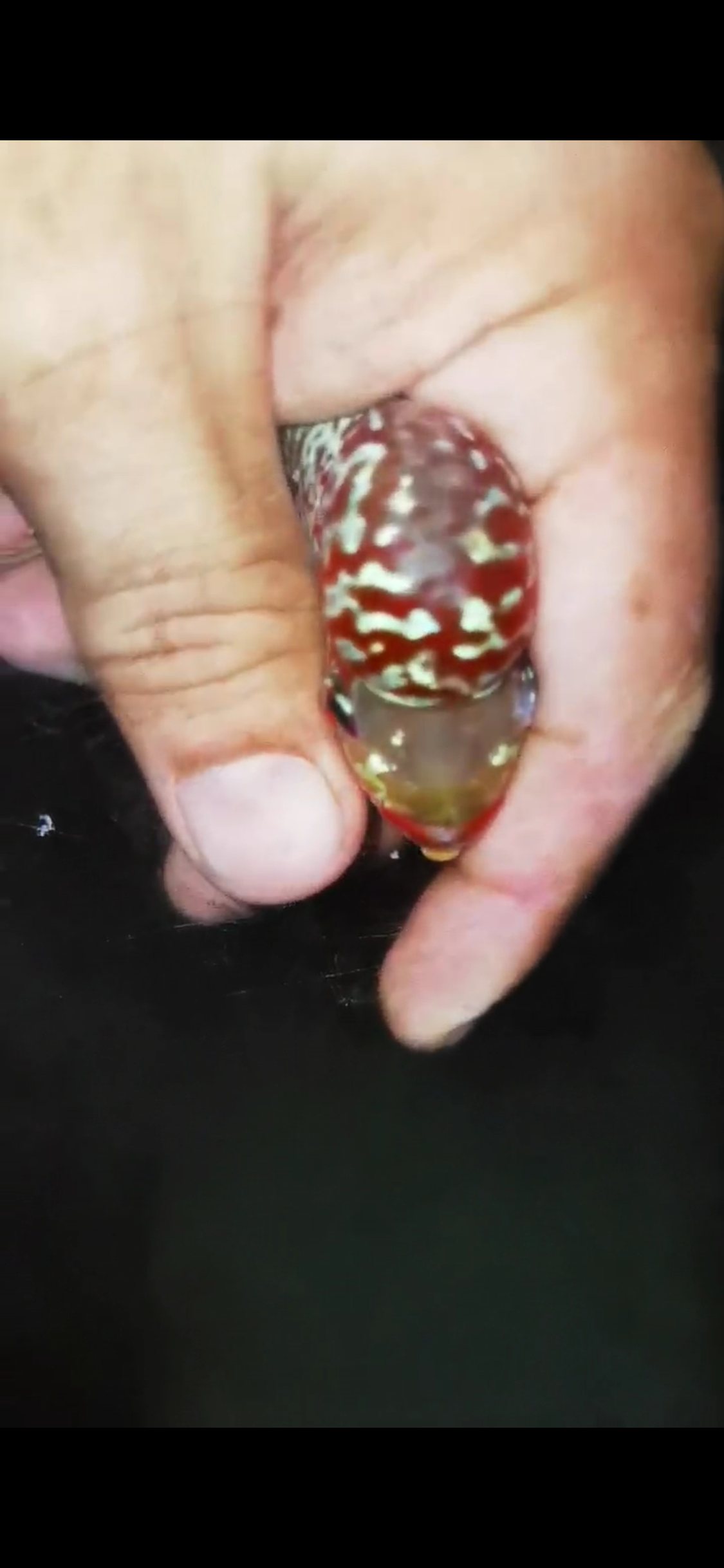 HQ Super Red Dragon Flowerhorn ( Male) - #14