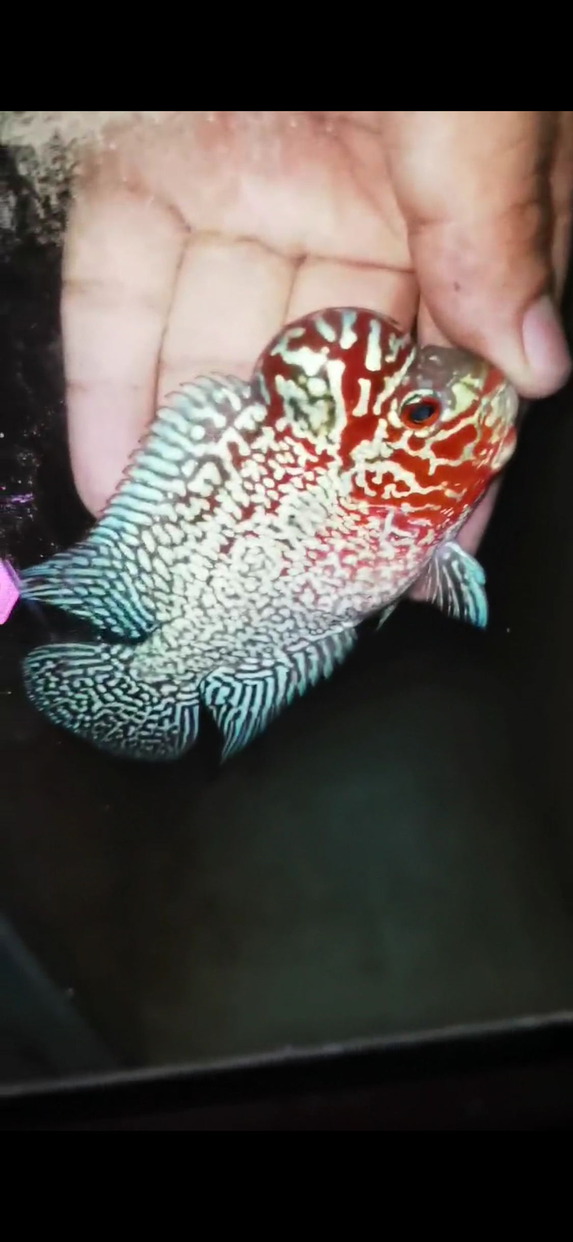 HQ Super Red Dragon Flowerhorn ( Male) - #15