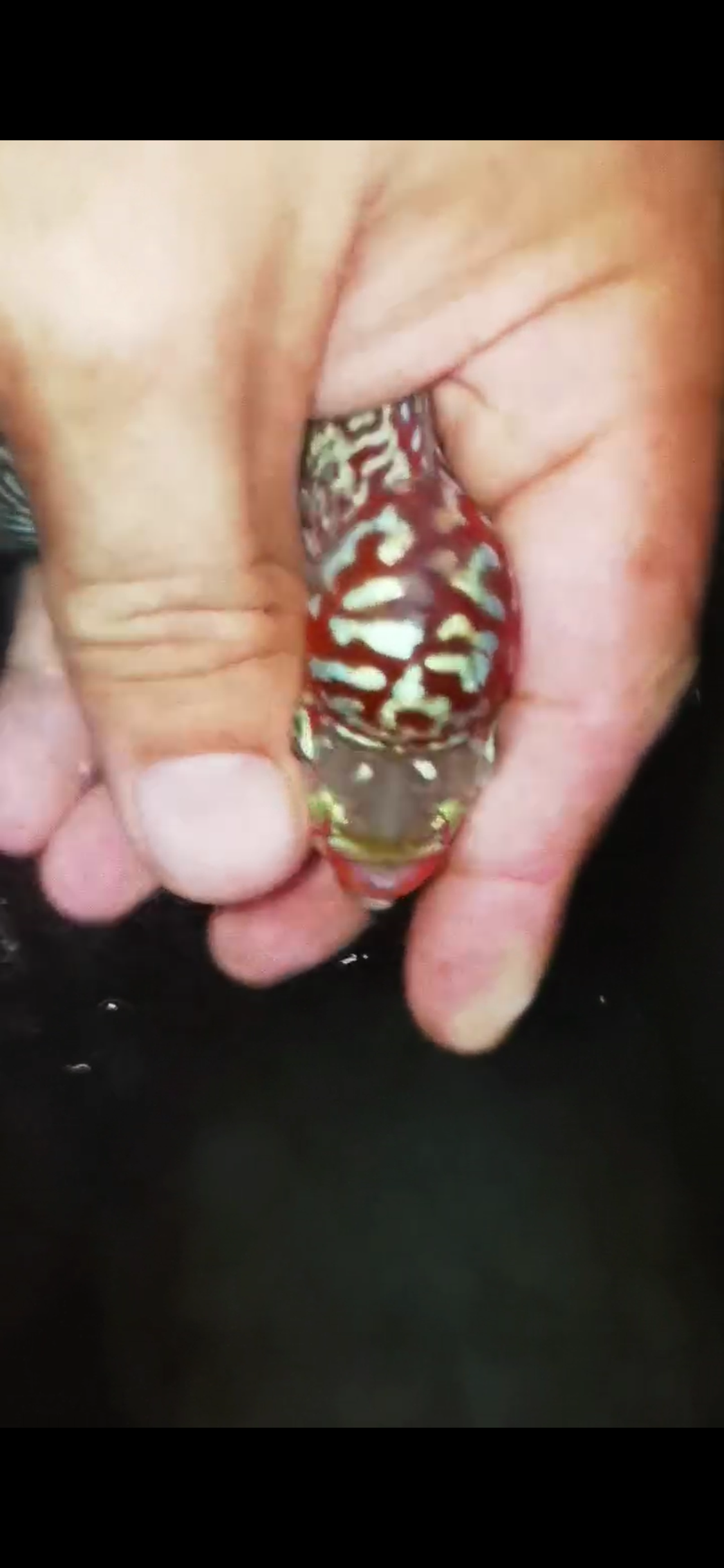 HQ Super Red Dragon Flowerhorn ( Male) - #15