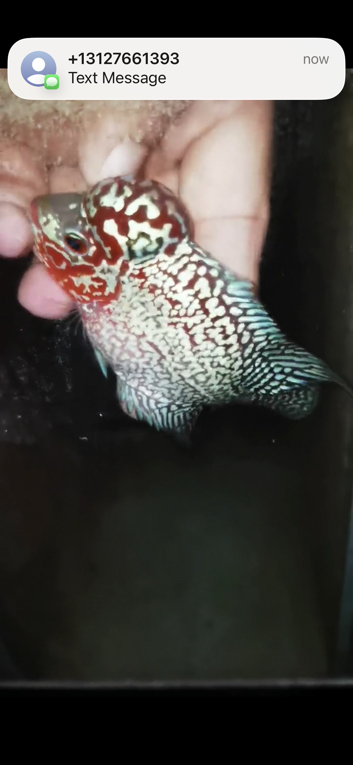 HQ Super Red Dragon Flowerhorn ( Male) - #15