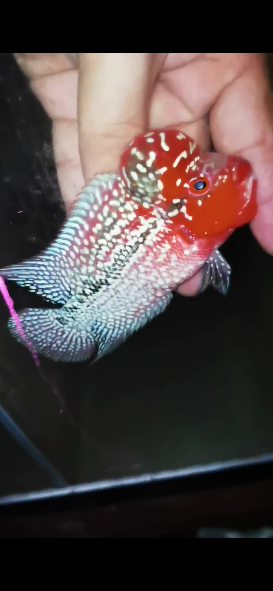 HQ Super Red Dragon Flowerhorn ( Male) - #11