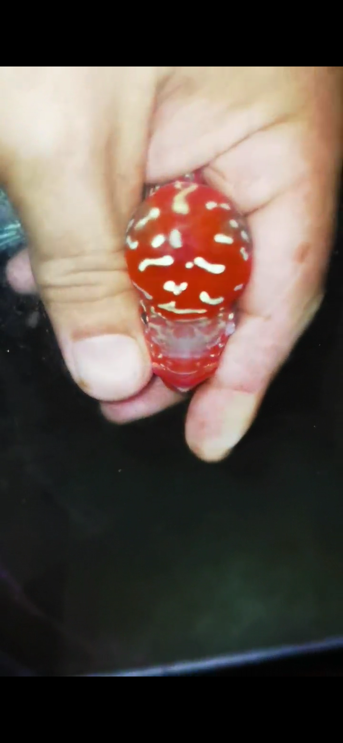 HQ Super Red Dragon Flowerhorn ( Male) - #11