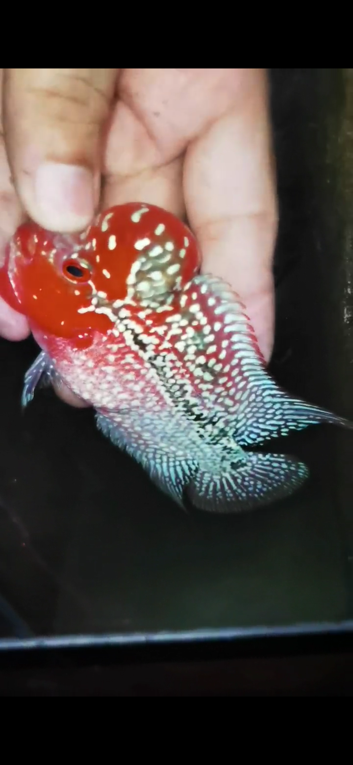 HQ Super Red Dragon Flowerhorn ( Male) - #11