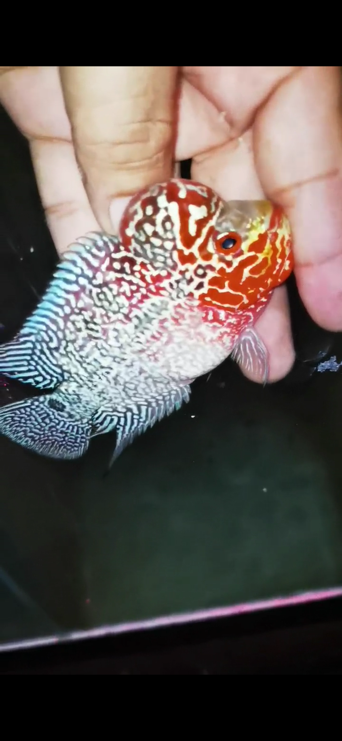 HQ Super Red Dragon Flowerhorn ( Male) - #13