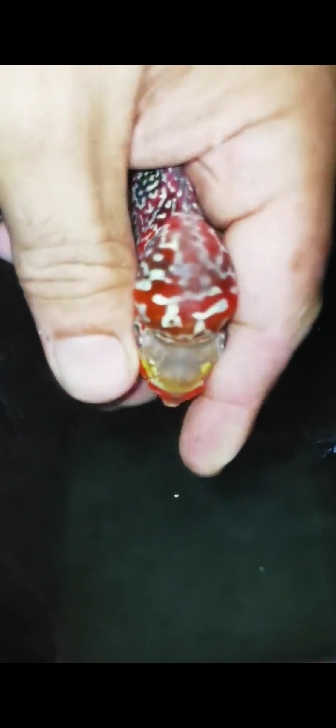 HQ Super Red Dragon Flowerhorn ( Male) - #13