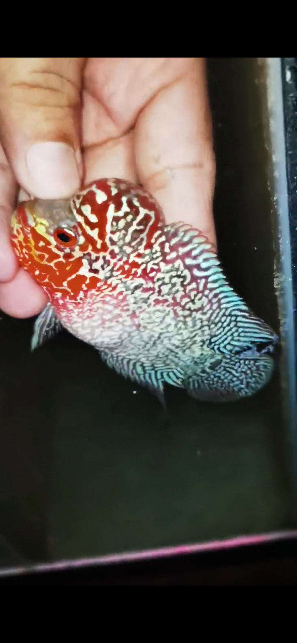 HQ Super Red Dragon Flowerhorn ( Male) - #13