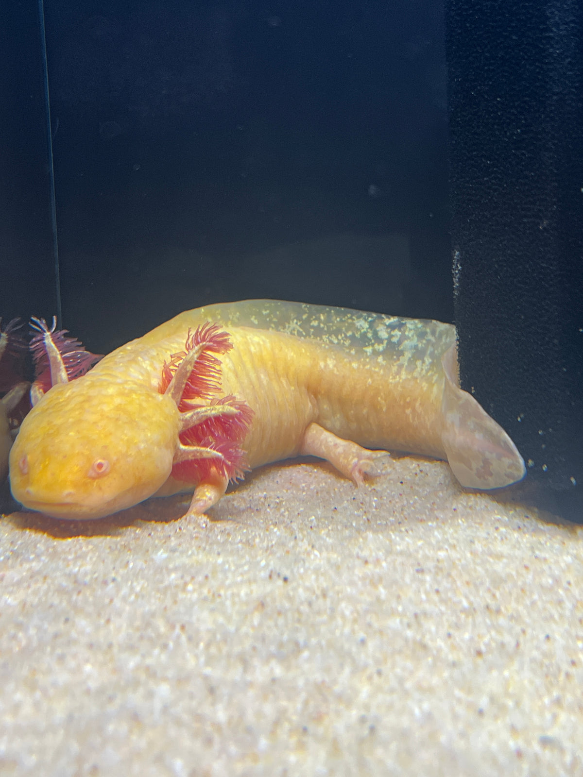 Axolotl Large 6-7"