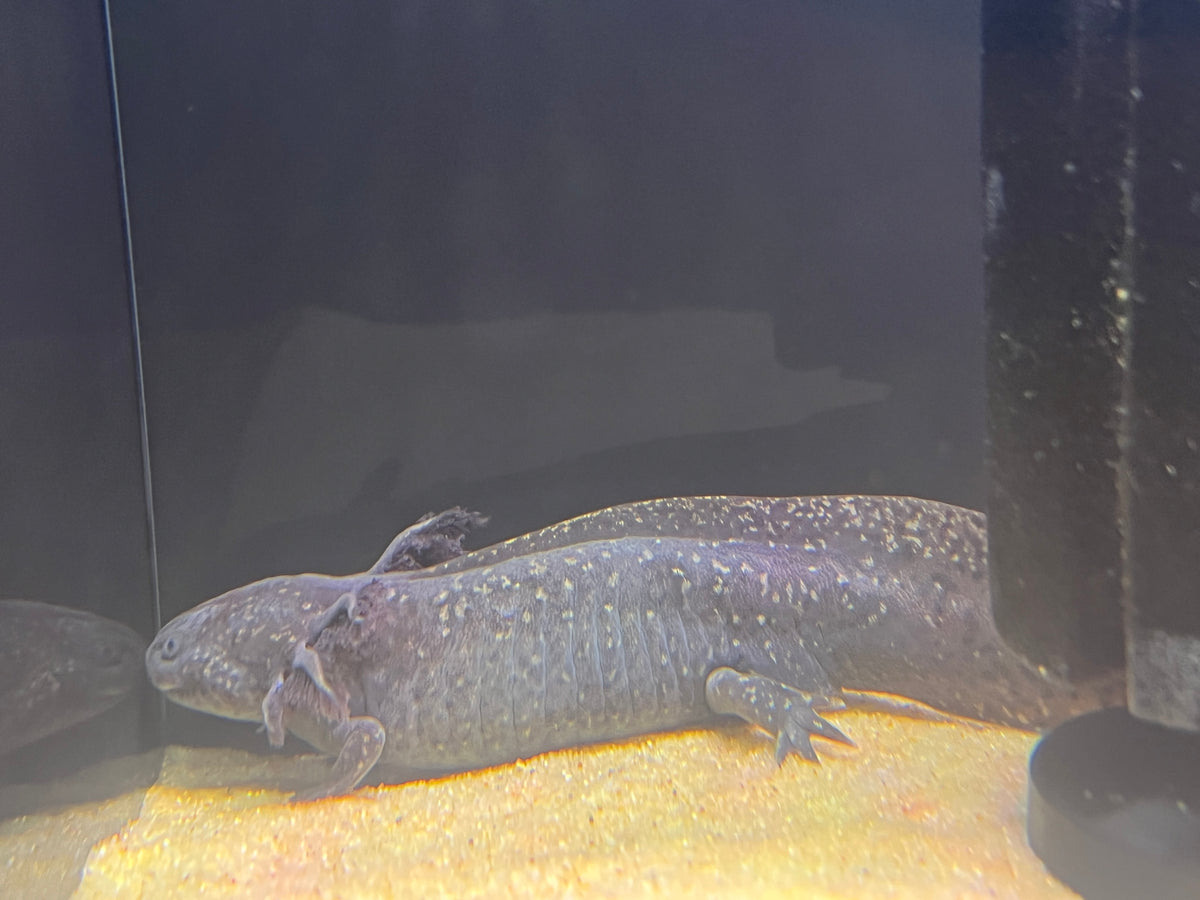 Axolotl Large 6-7"