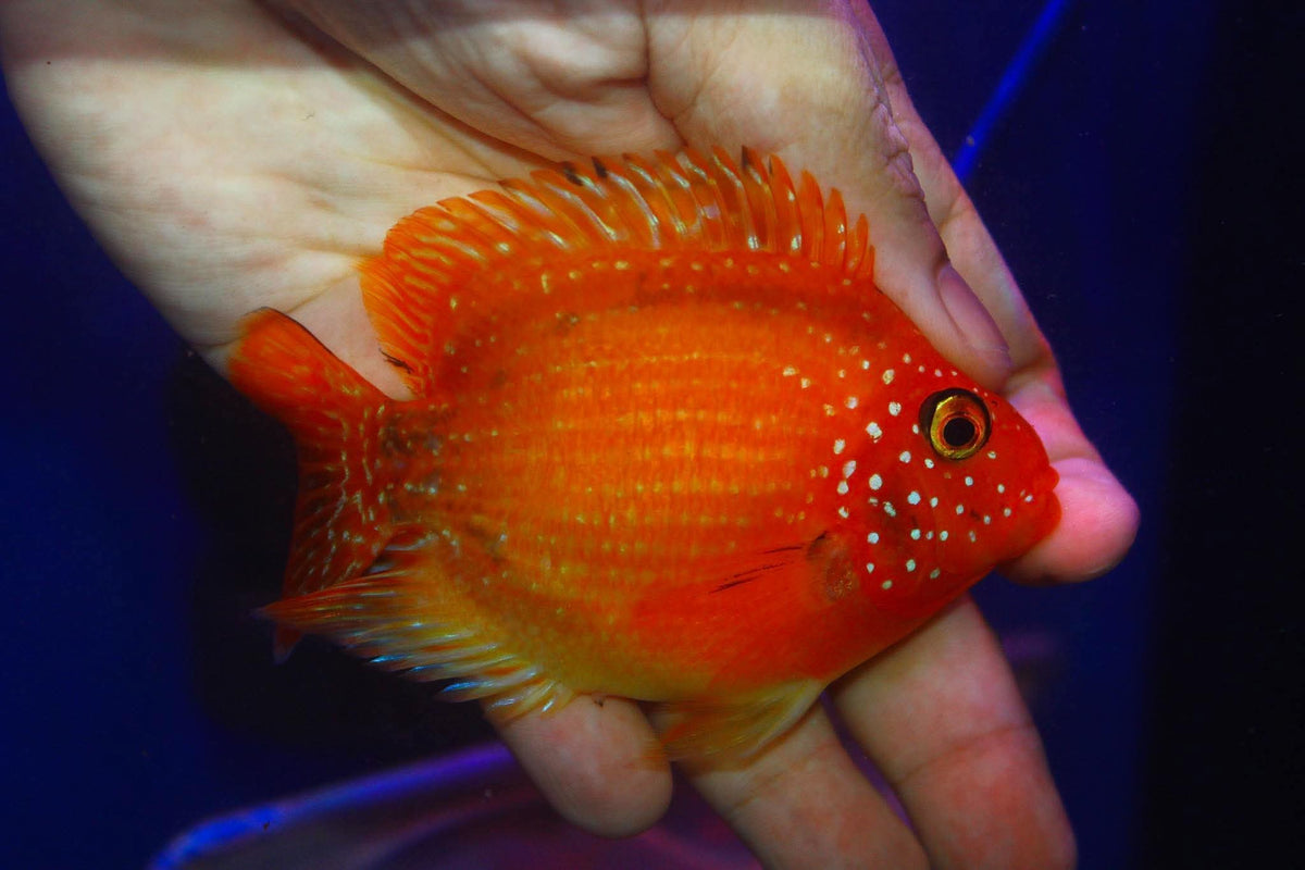 Crystal Parrot Cichlid 3-4" M1