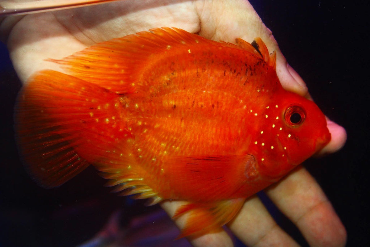Crystal Parrot Cichlid 3-4" M2