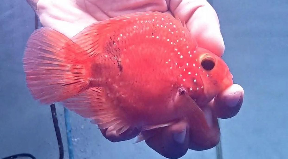 Crystal Parrot Cichlid 3-4" M3