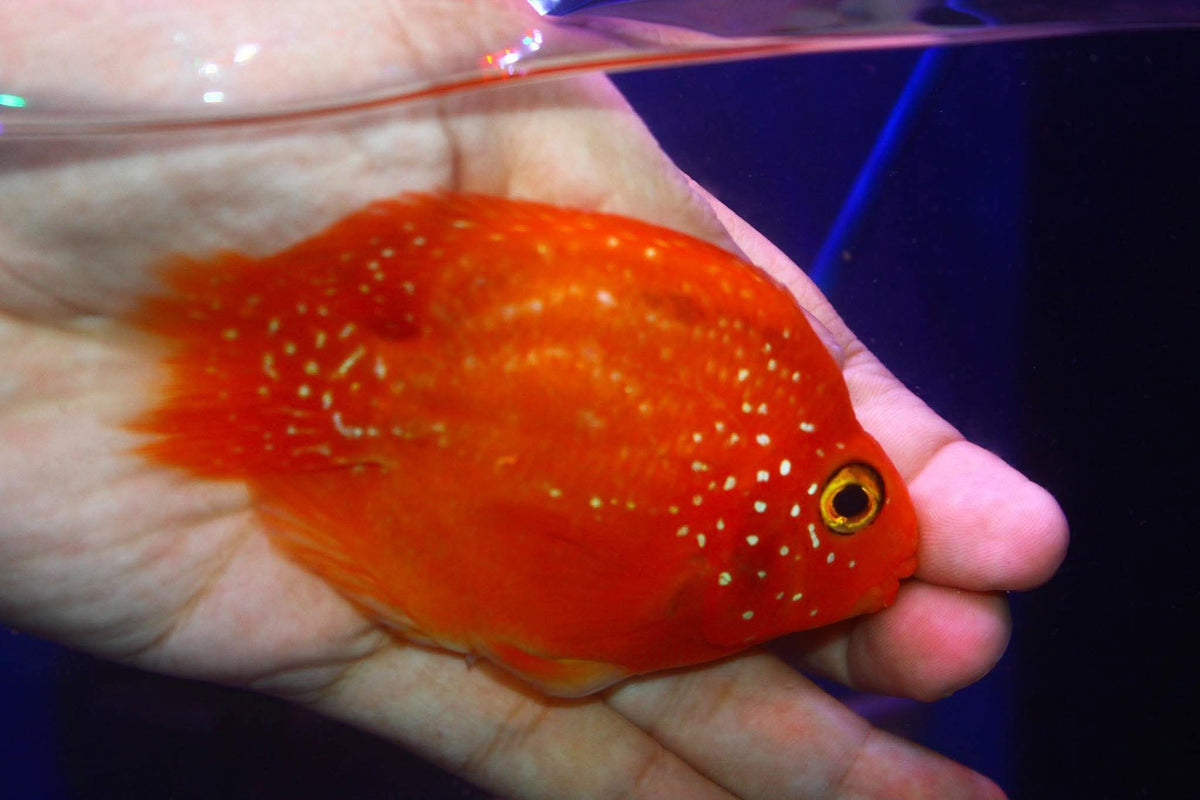 Crystal Parrot Cichlid 3-4" M4