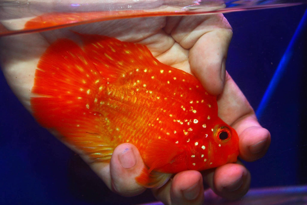 Crystal Parrot Cichlid 3-4" M5