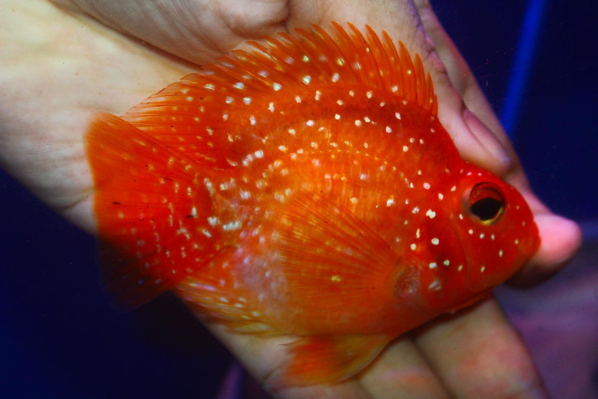 Crystal Parrot Cichlid 3-4" M6