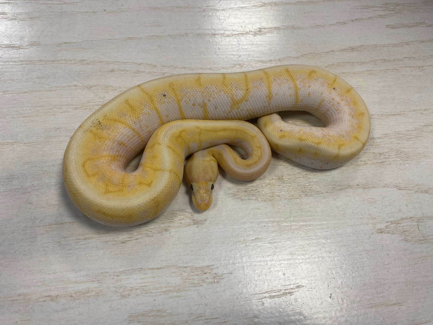 Pastel Banana Pinstripe Male 200g