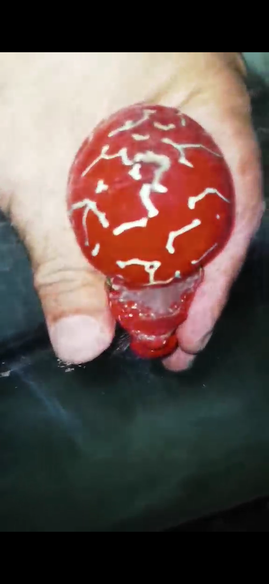 Comp Grade Super Red Dragon #301