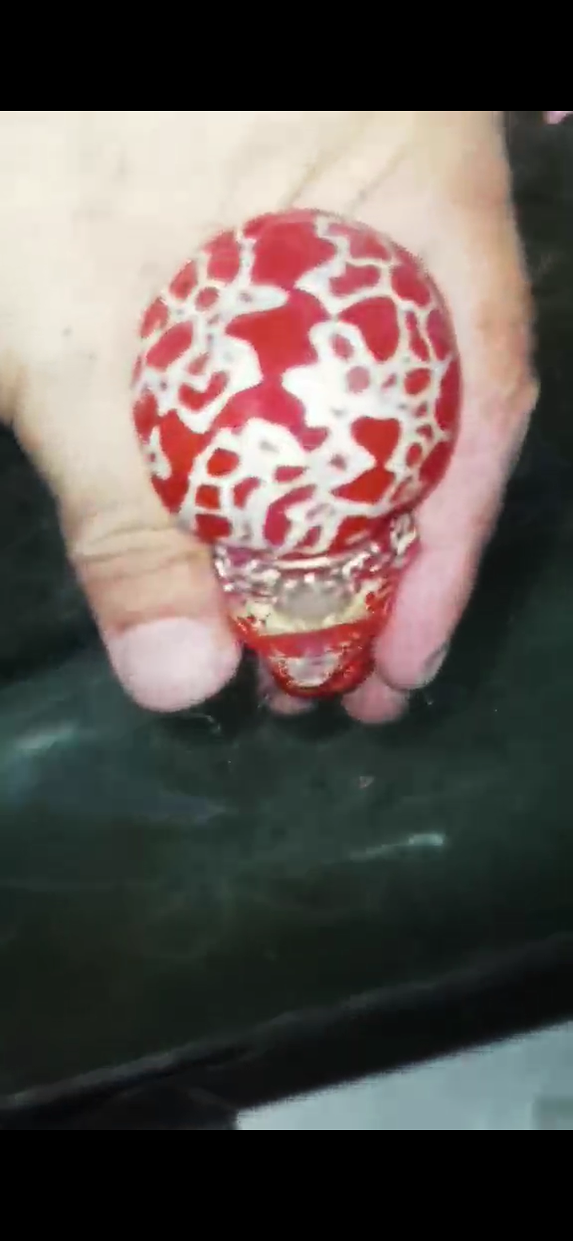 Comp Grade Super Red Dragon #303