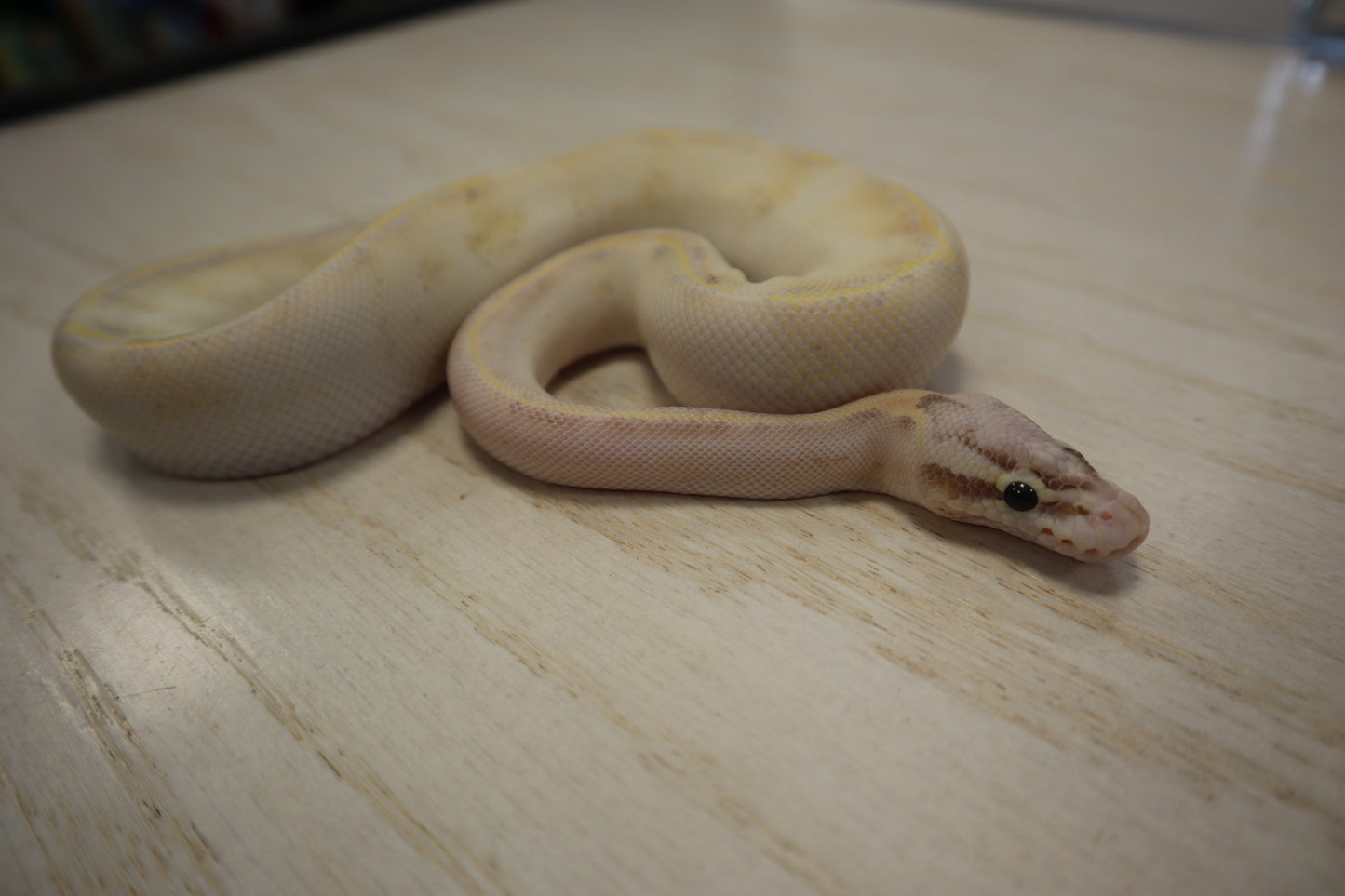 Pastel Inchi Ivory ( MALE )