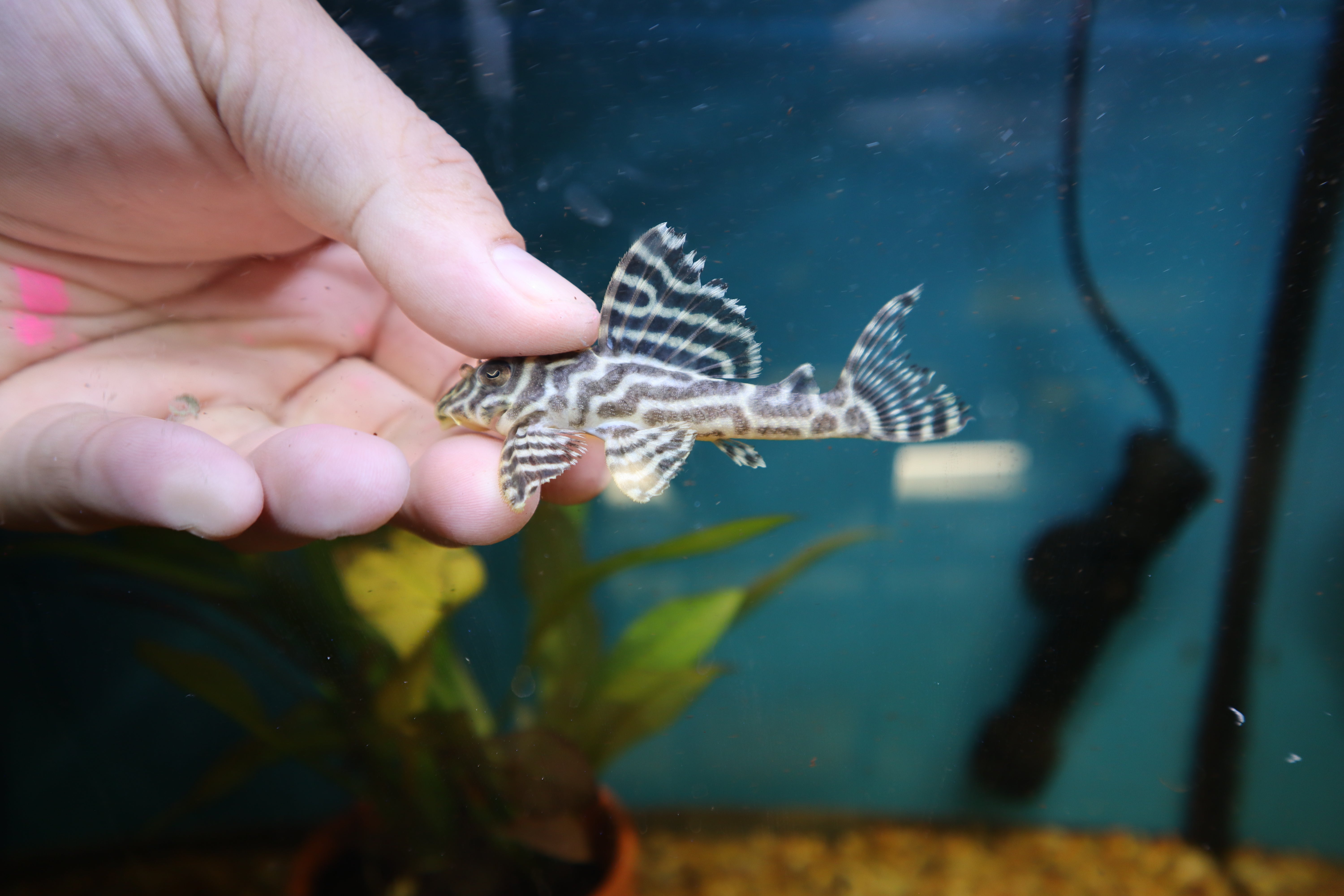 L333 King Tiger Pleco 2.5