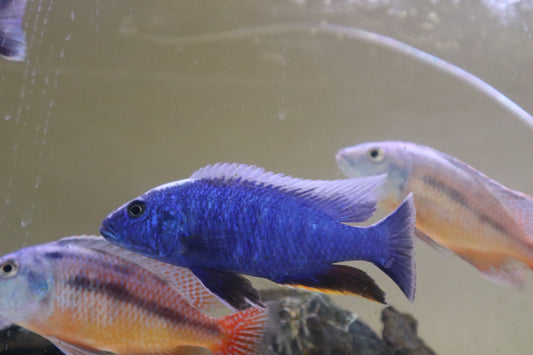 Electric Blue Hap (Sciaenochromis Ahli) Cichlid 5-6"