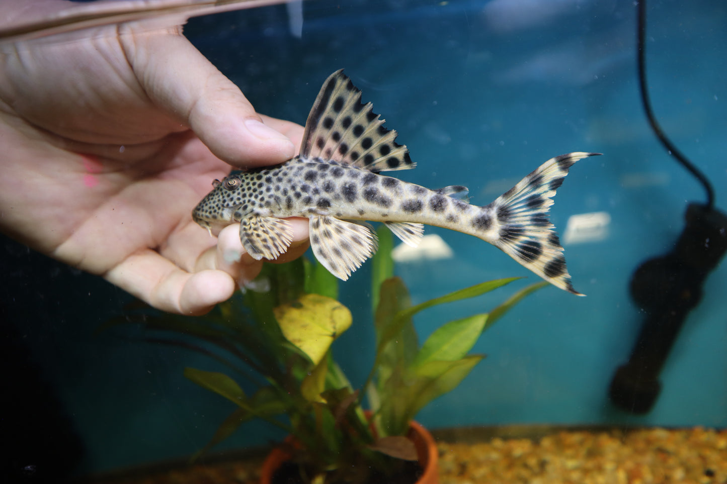 L124 Para Pleco