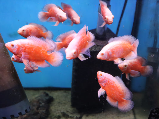 Chilli Red Oscars 2.5"-3"