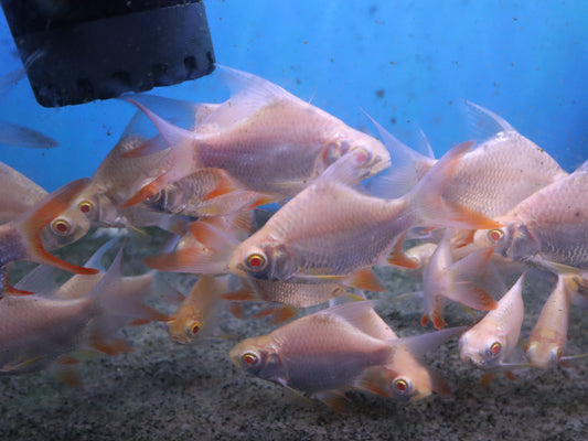 Shortbody Albino Tinfoil Barbs 3-4"