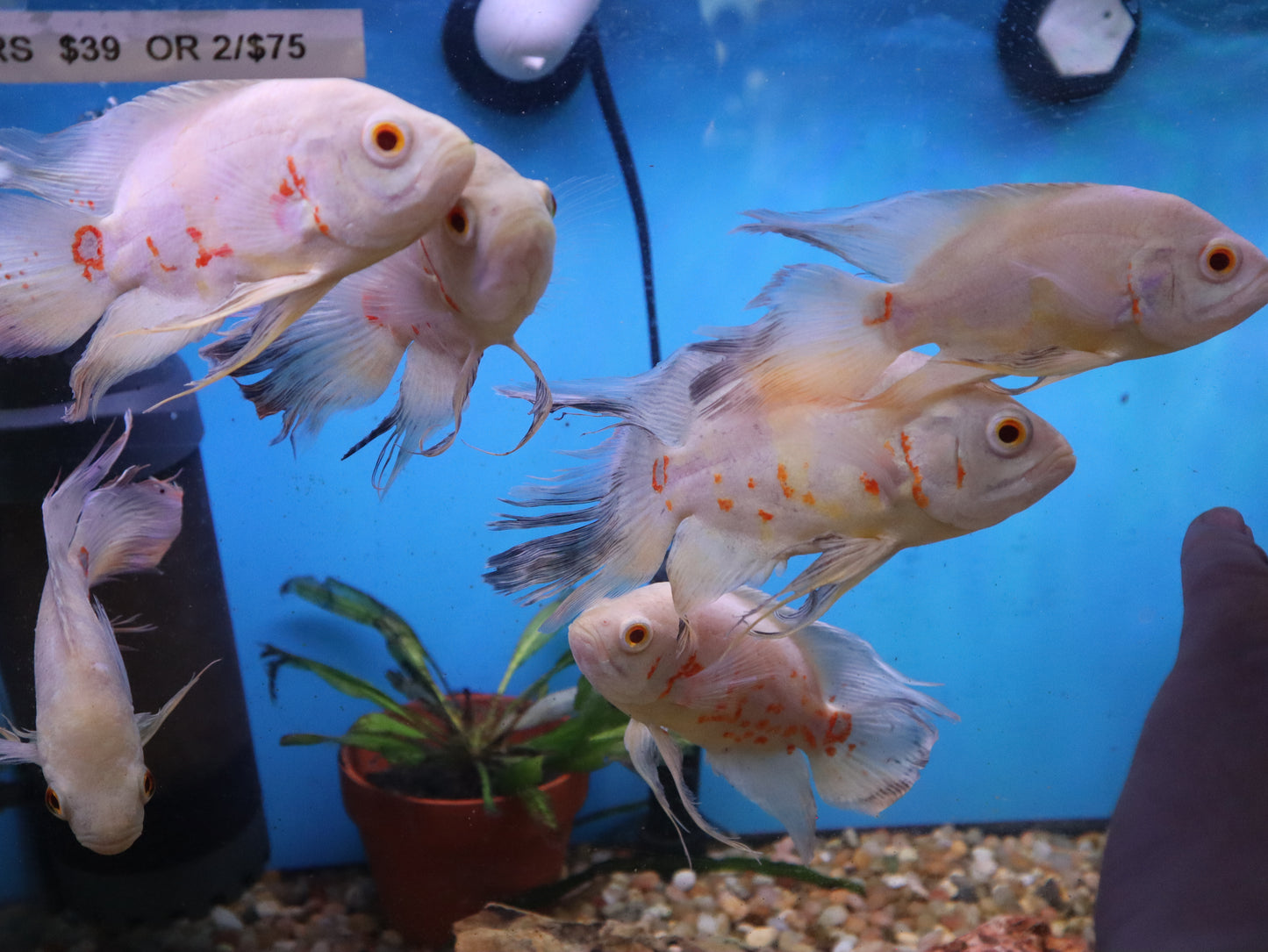 Longfin Albino Oscars 5"