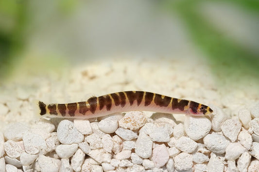 Khuli Loach 2"