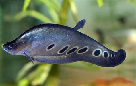 Clown Knifefish 4-5"