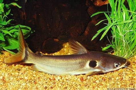 Sun Catfish( Horabagrus brachysoma ) 5"