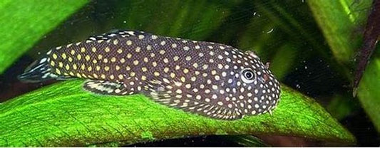 Borneo Hillstream Loaches