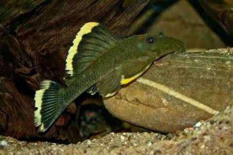 L47 Mango Pleco 3-4"