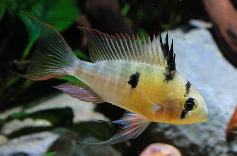 Bolivian Rams 1"