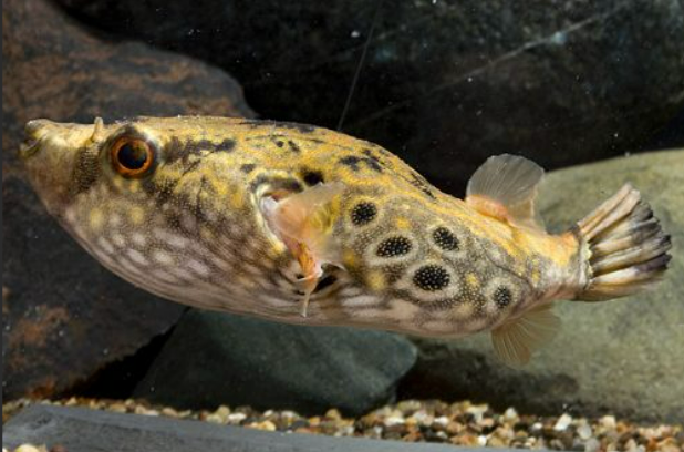 Dragon Puffer Fish 3-4"