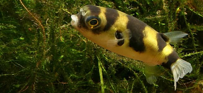 Amazon Puffer Fish 1"