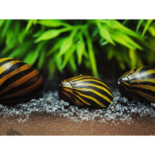 Zebra Nerite Snails ( 10 pack + 1 Free )
