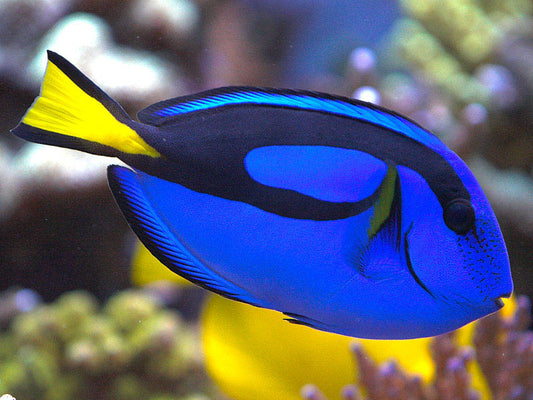 Blue Tang (Paracanthurus Hepatus) 2-3"