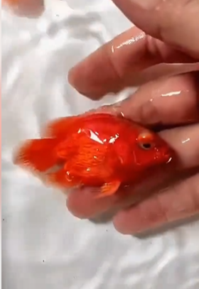SB COIN CHILLI RED OSCARS 2-3"