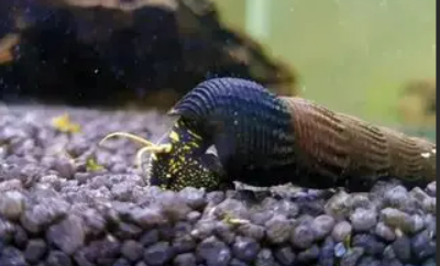 Yellow Spotted Rabbit Snails ( Tyloemelania Towutica )