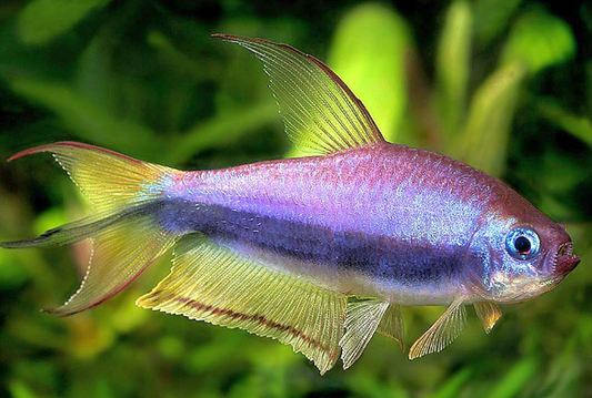 Blue Emperor Tetras