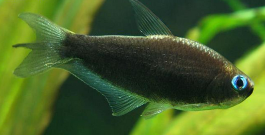 Black Emperor Tetras ( Inpaichthys kerri )