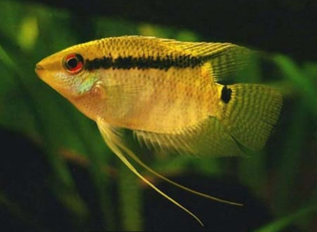 Flag Cichlid “Festivum” (Mesonauta Sp. Manapiare) 2”
