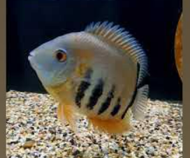Rotkeil severum -Heros efasciatus 1.5"